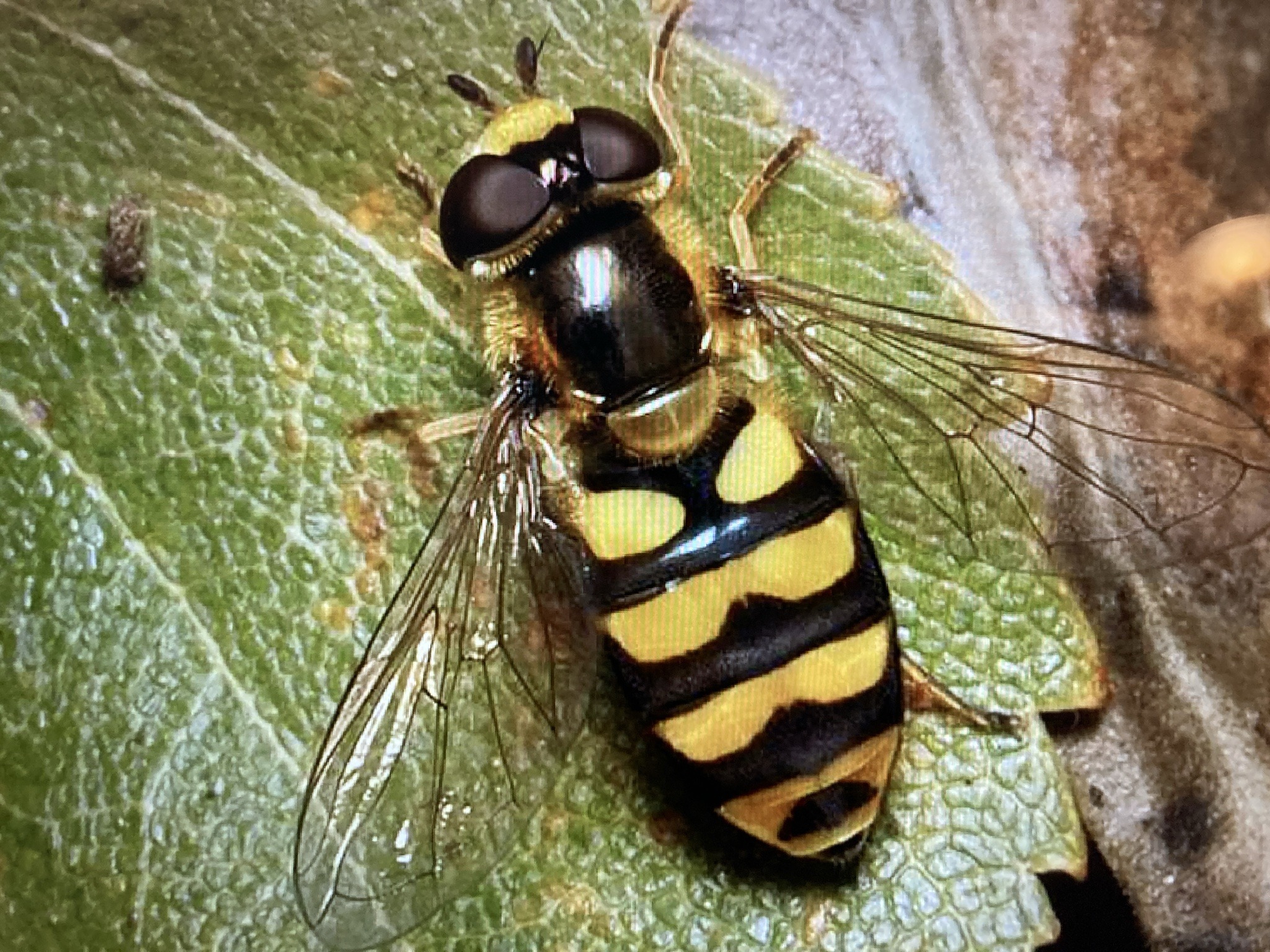 Hoverfly (flower fly), likely a Helophilus species