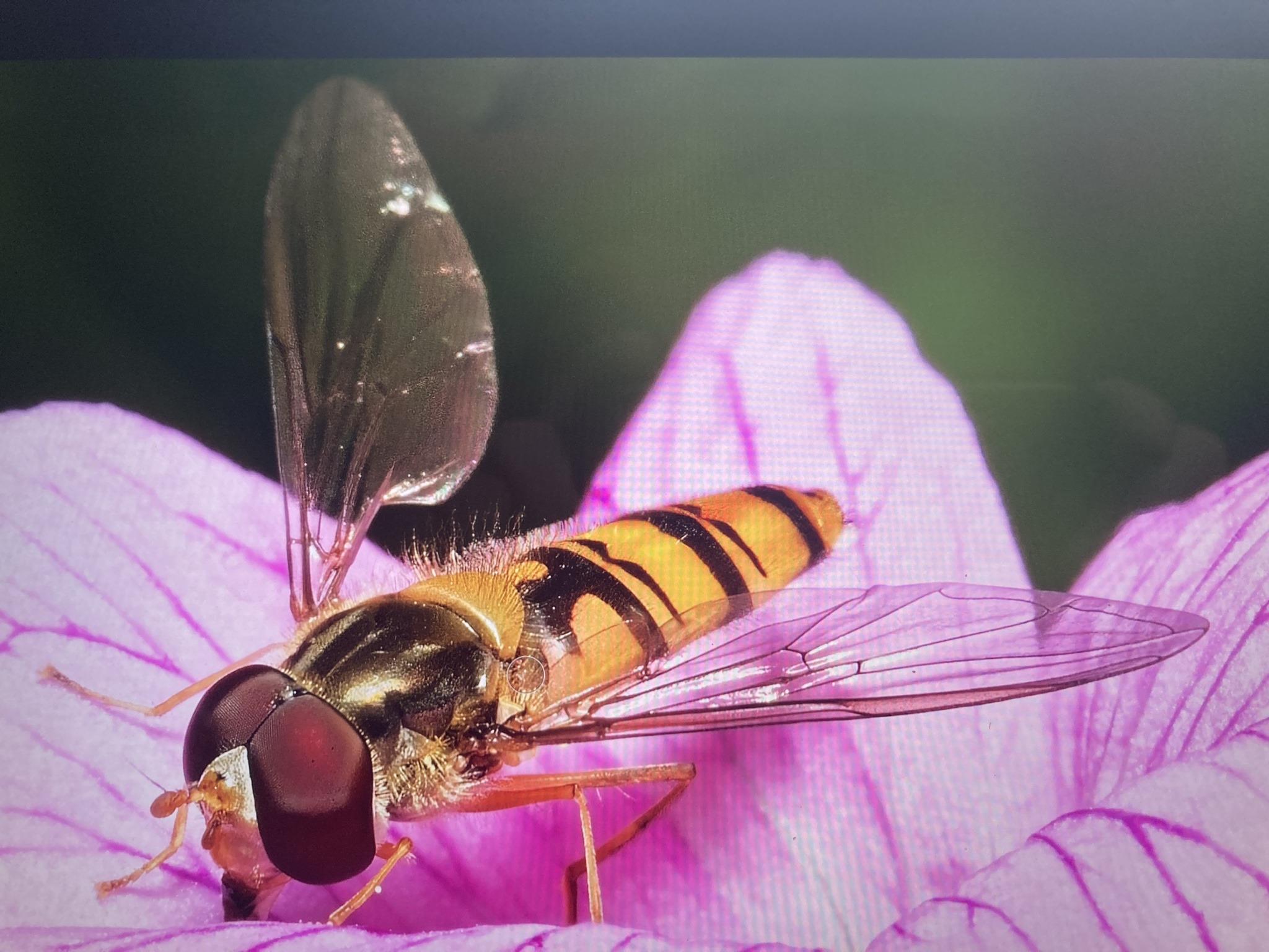 Hoverfly (flower fly), likely a drone fly