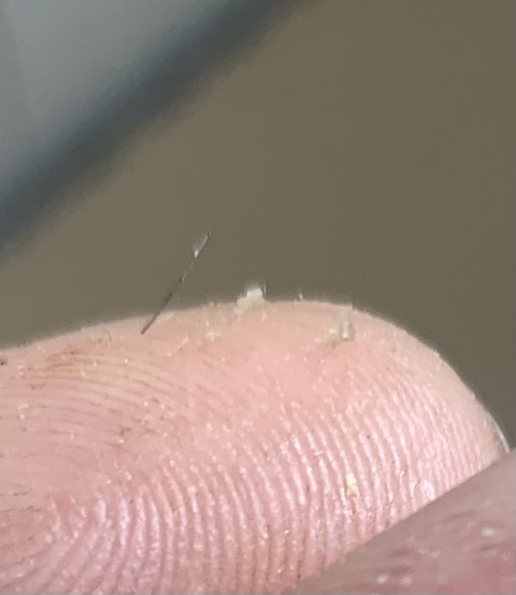 Human flea