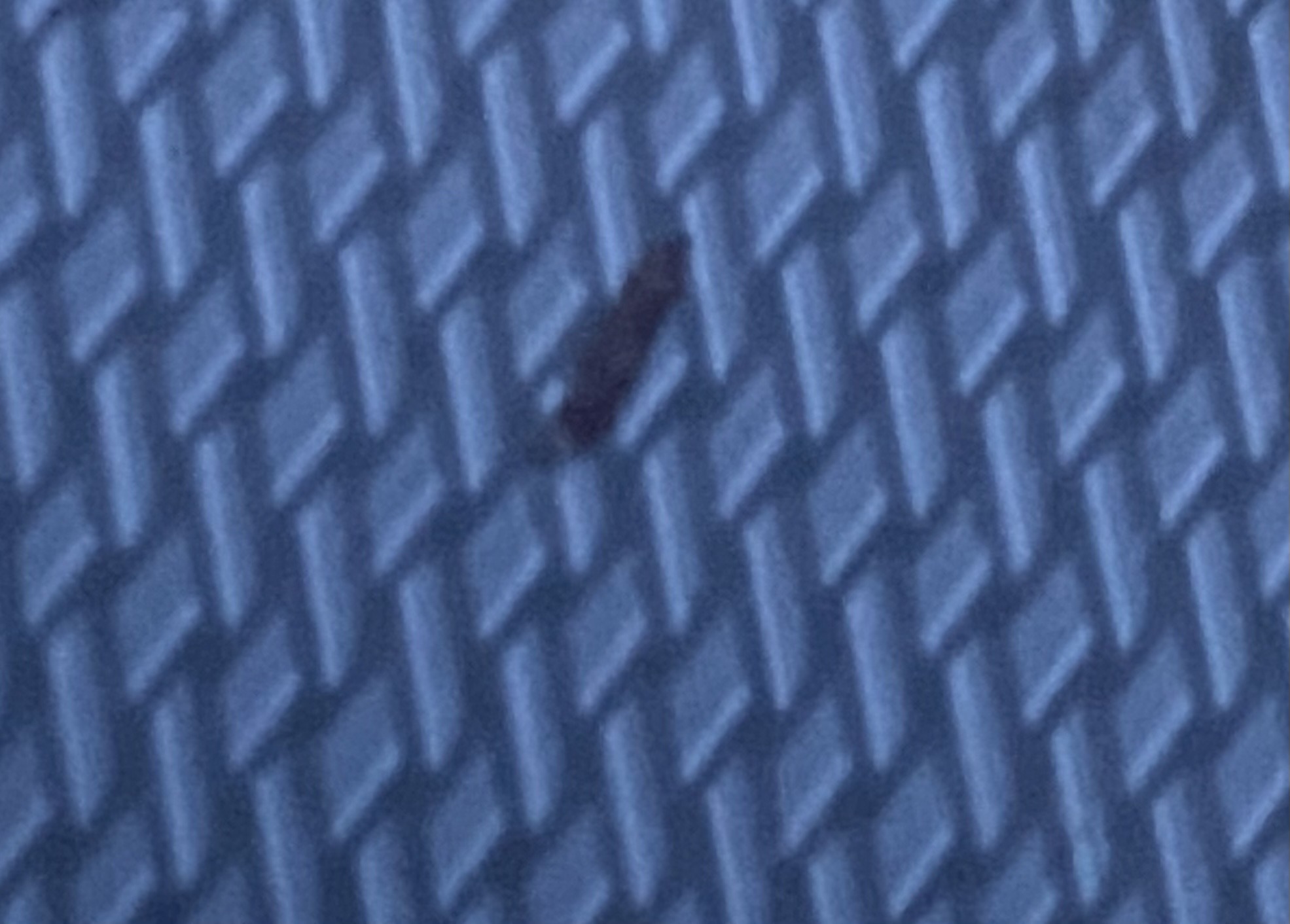 Human Head Louse