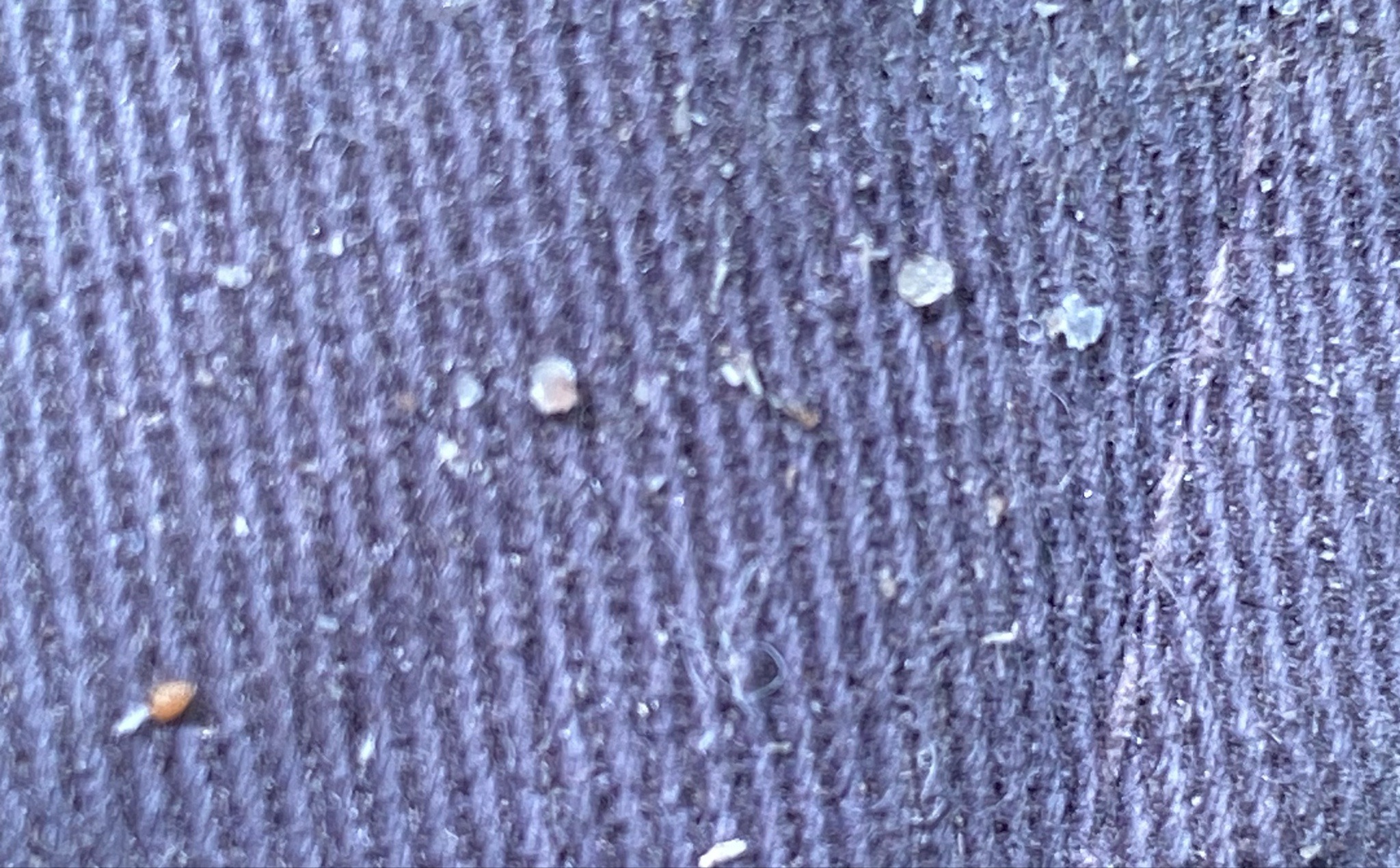 Human Head Louse (Egg/Nit)