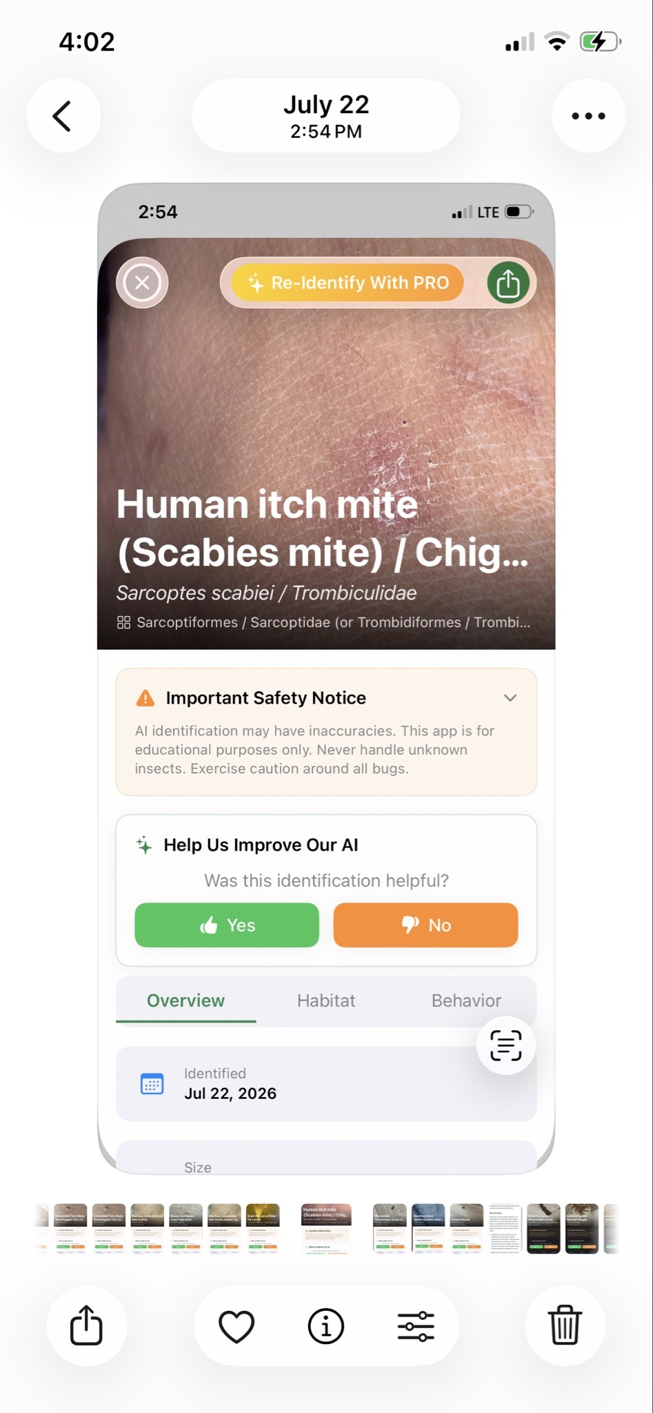 Human itch mite (Scabies mite)