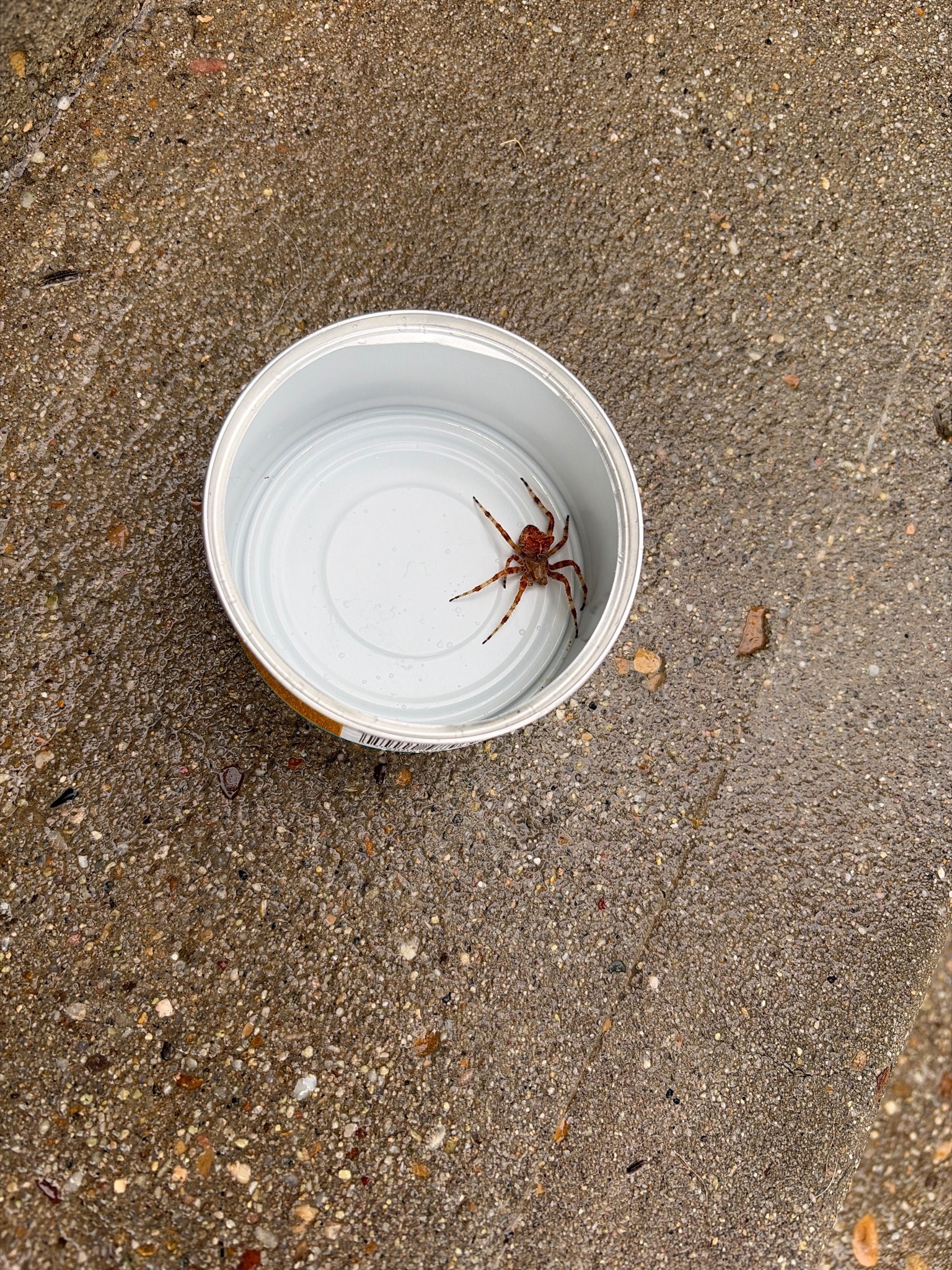 Huntsman spider (likely)