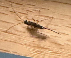 Ichneumon Wasp