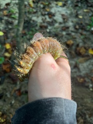 Imperial Moth Caterpillar