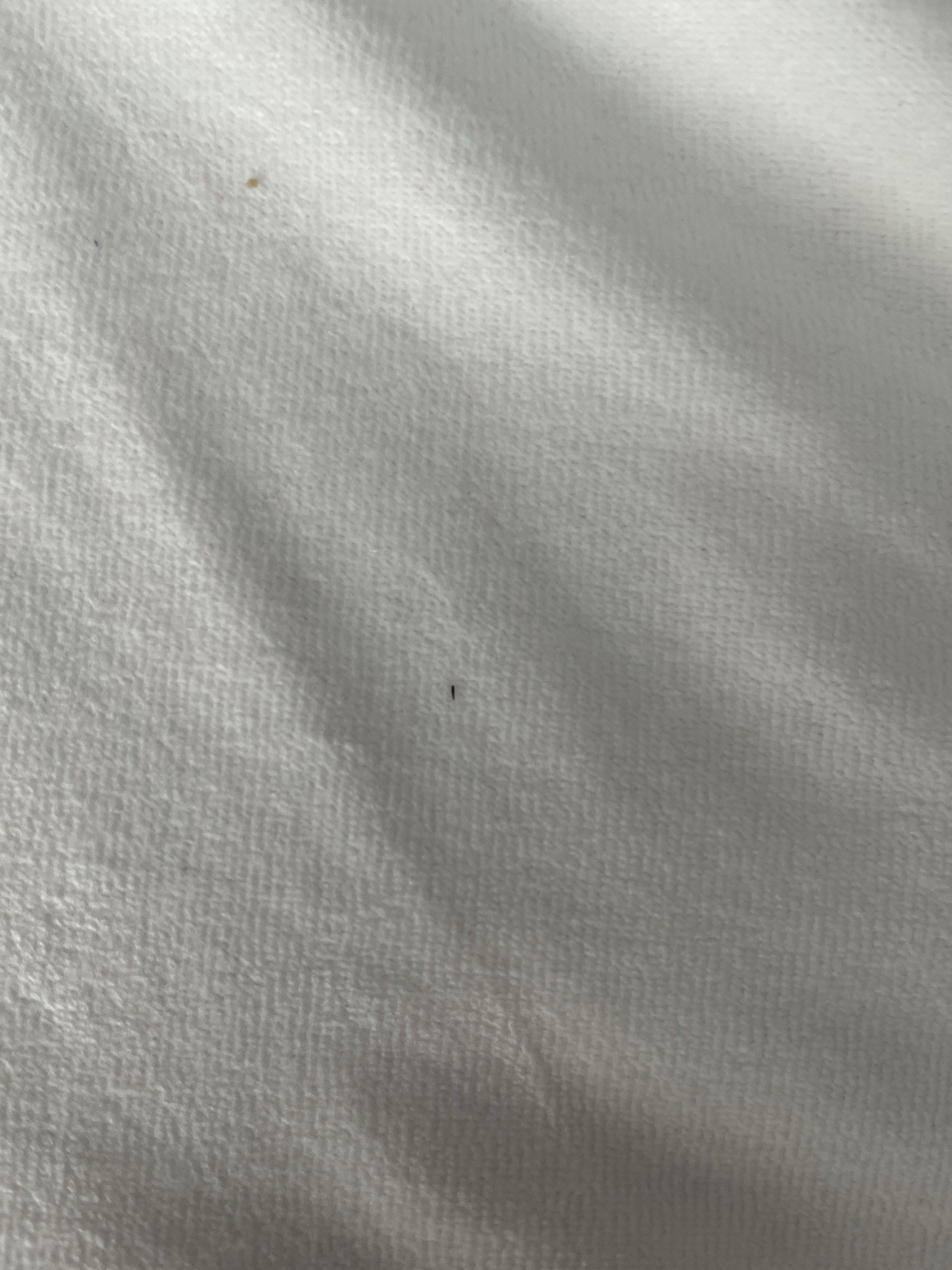 Indeterminate tiny insect