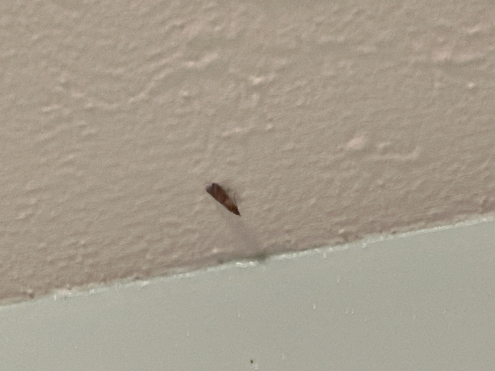 Indian meal moth