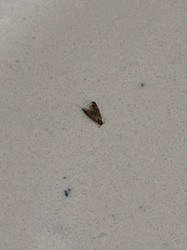 Indian Meal Moth