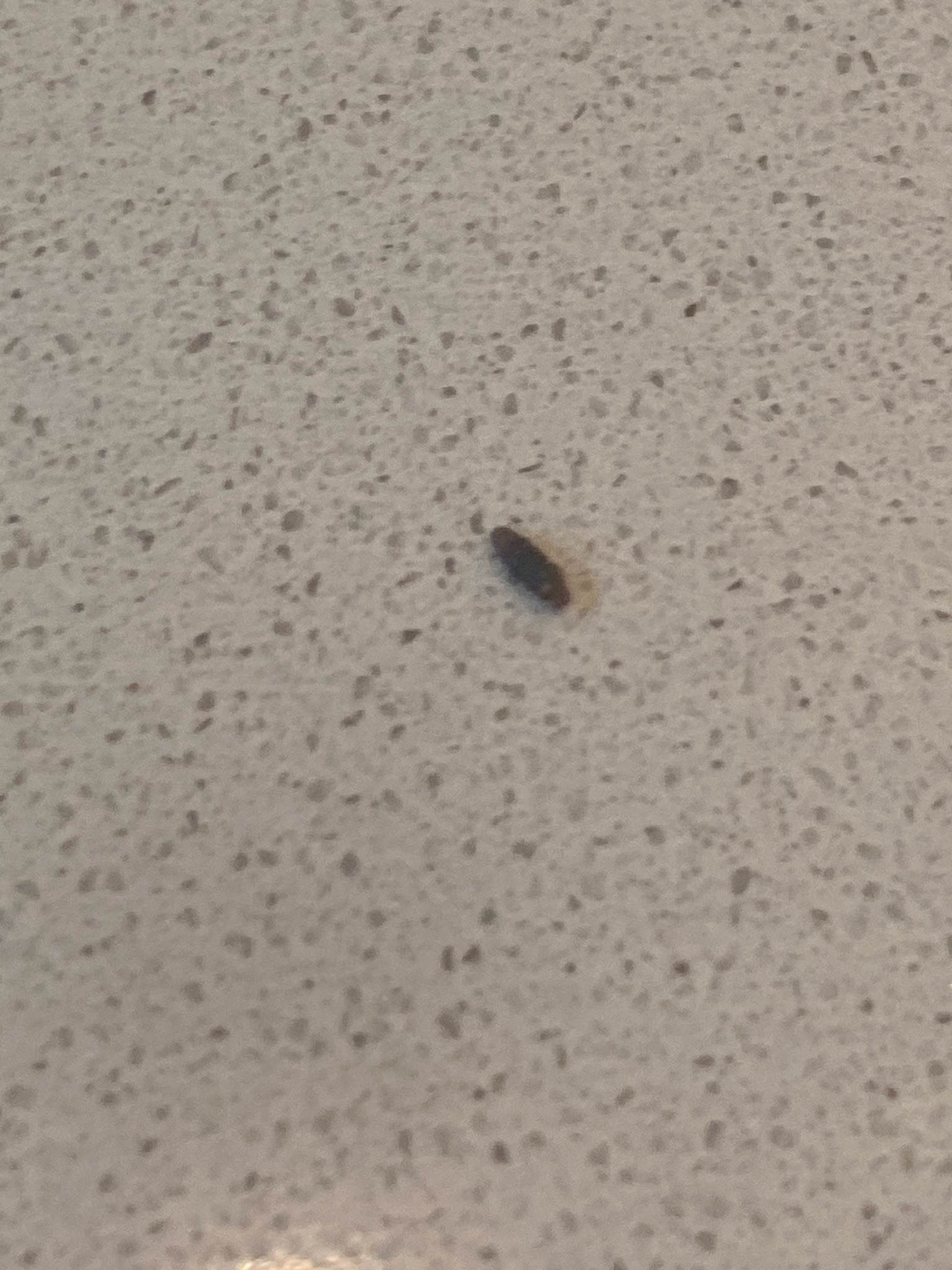 Indian Meal Moth Larva