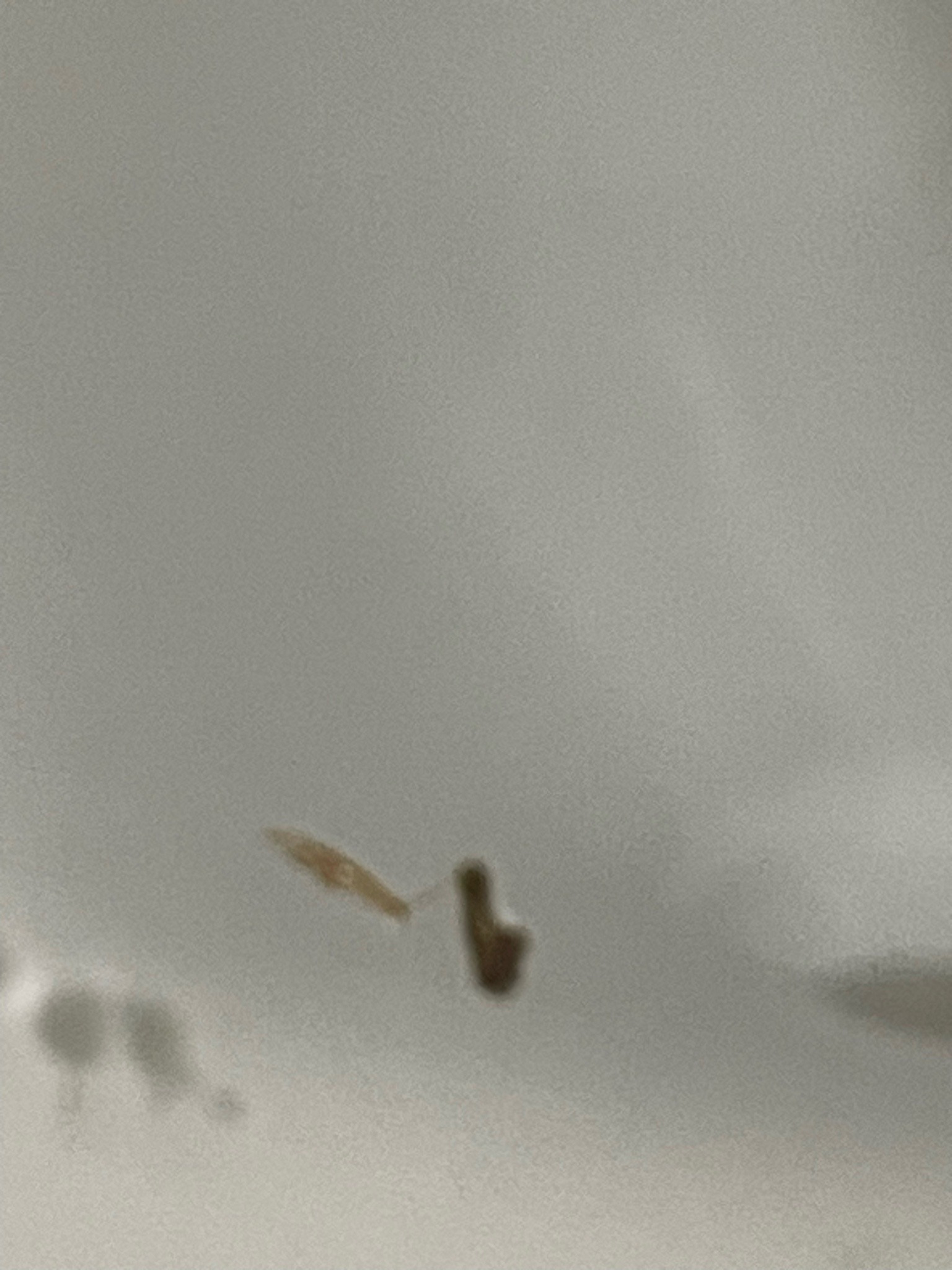 Indian meal moth larva