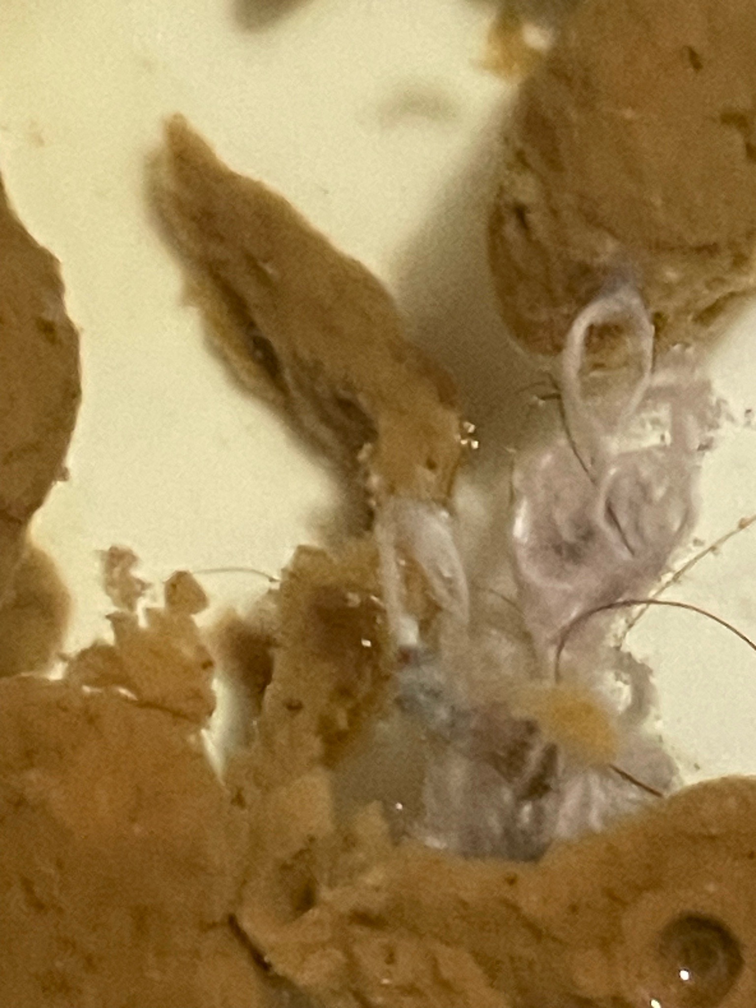 Indian meal moth (larva/caterpillar stage)