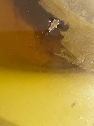 Indian Meal Moth (Larva/Pupa Case)