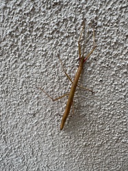 Indian Stick Insect / Laboratory Stick Insect