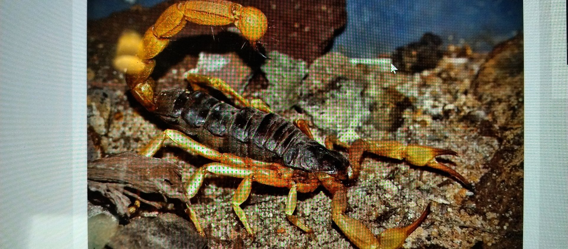 Indian yellow-legged forest scorpion (likely)