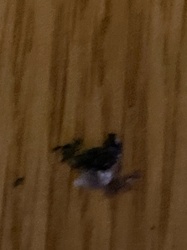 Indianmeal Moth