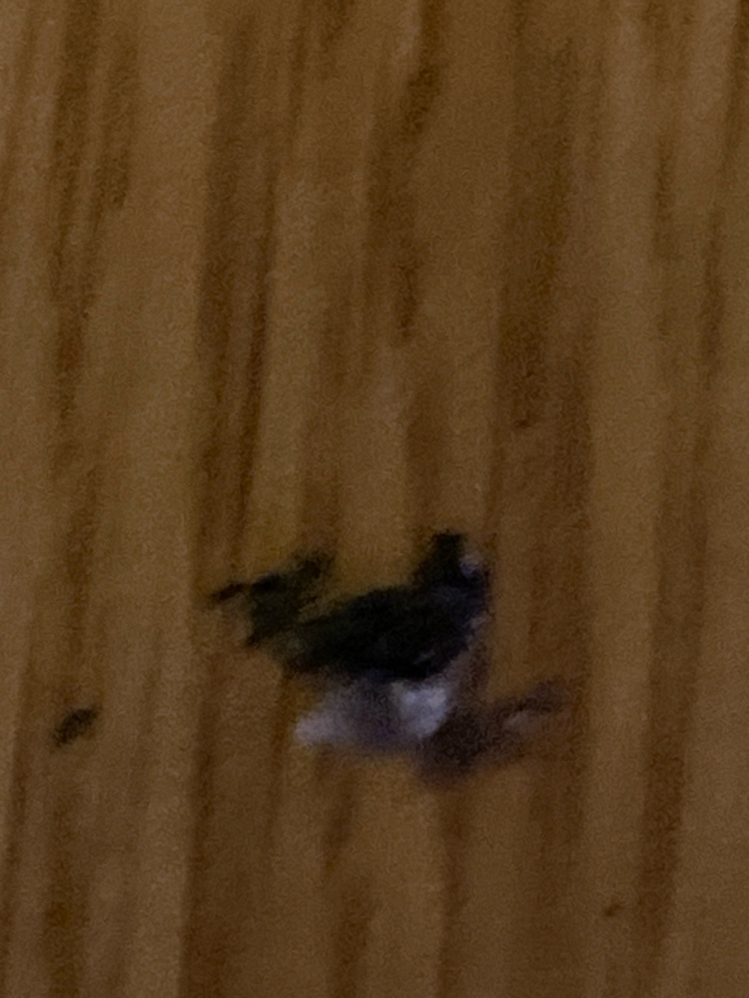 Indianmeal Moth