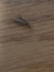Indianmeal moth (Pantry moth)