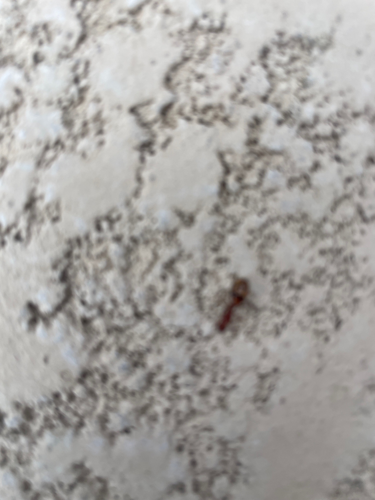 Indistinct small red arthropod; possibly a clover mite