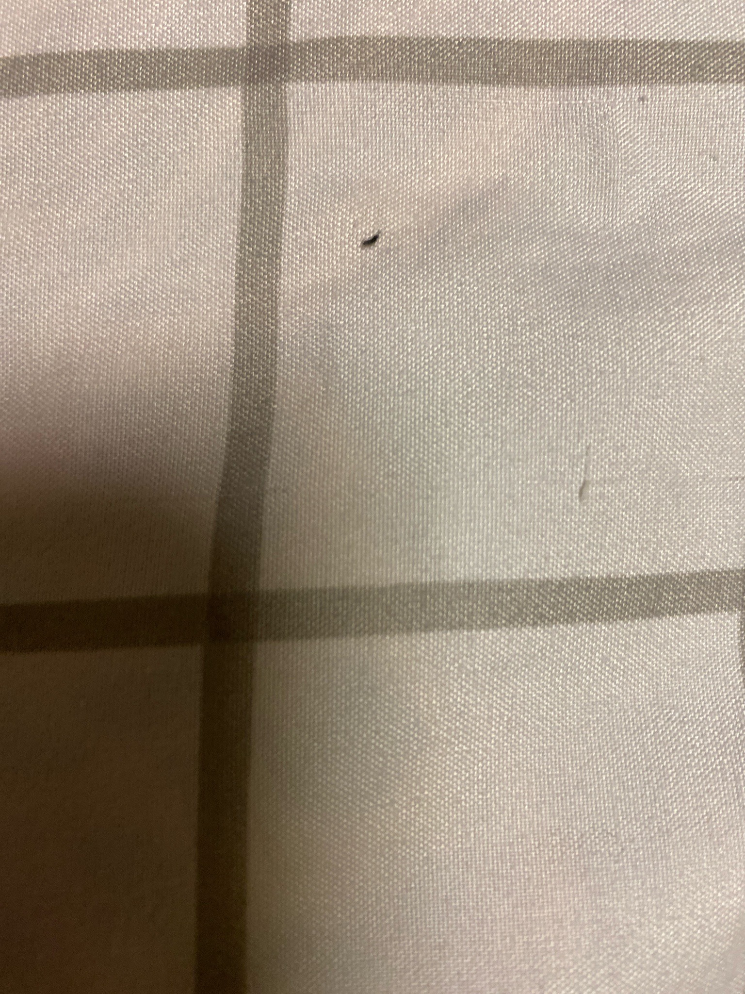 Indistinguishable small flying insect; possibly a gnat or small fly