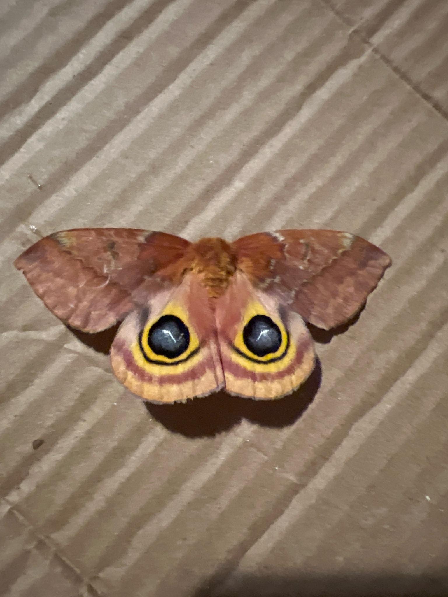Io Moth