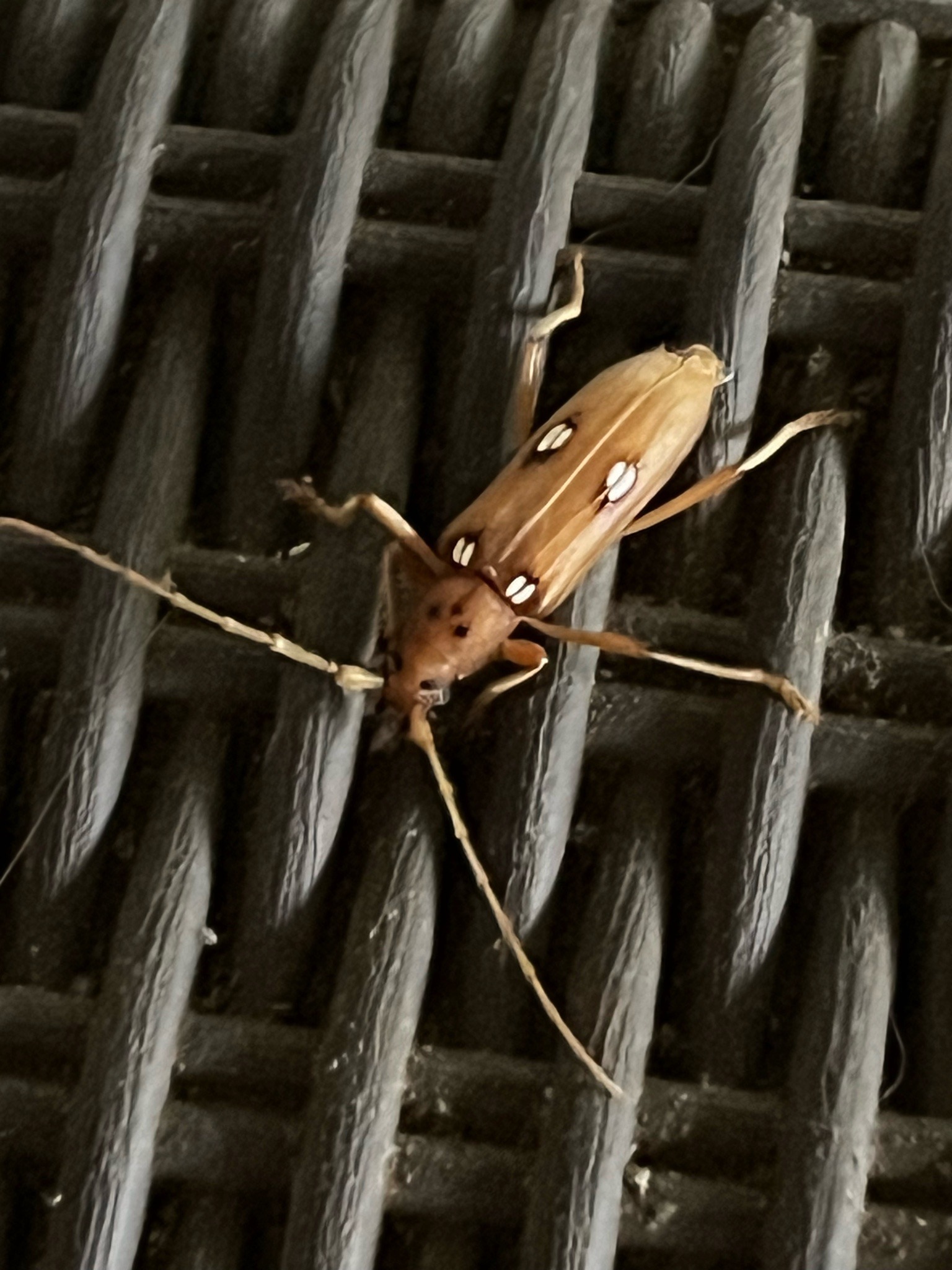 Ivory-marked Borer