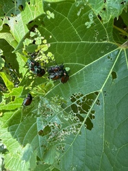 Japanese Beetle