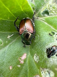 Japanese Beetle