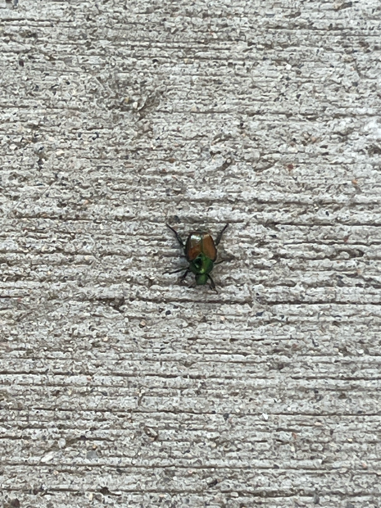 Japanese Beetle