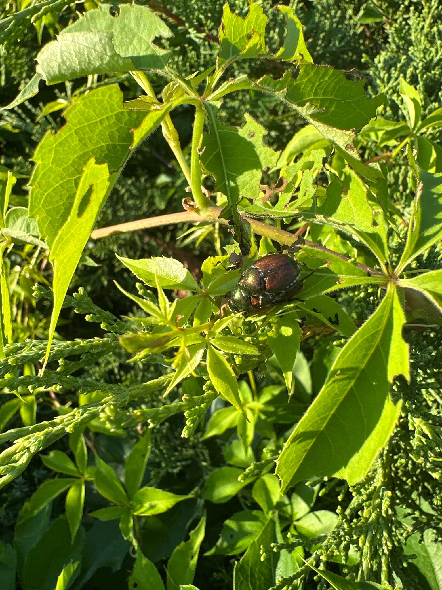Japanese Beetle