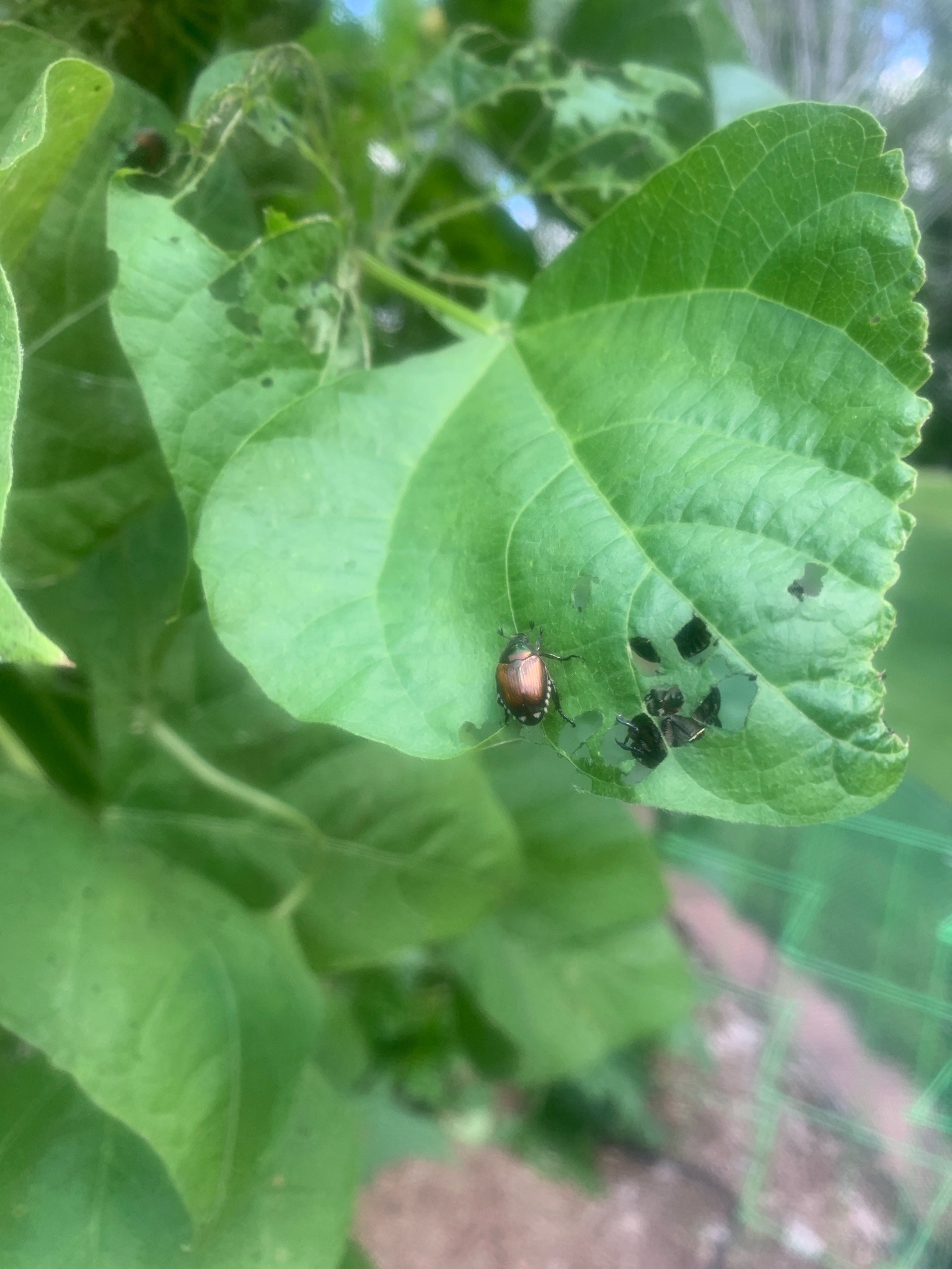 Japanese beetle