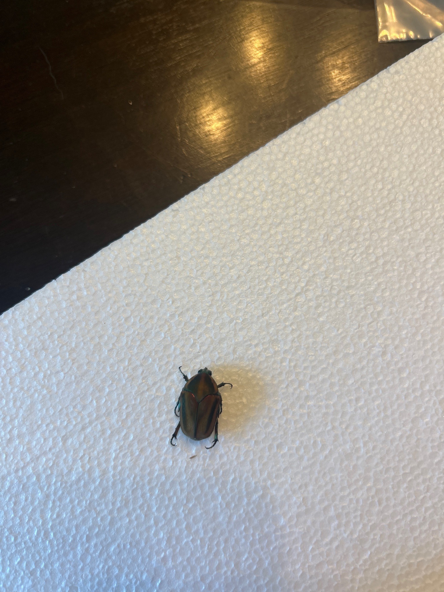 Japanese beetle