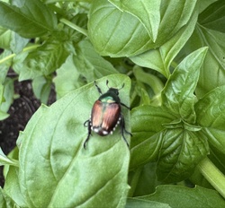 Japanese beetle