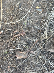 Jerusalem Cricket