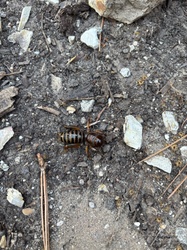 Jerusalem Cricket (Child of the Earth)