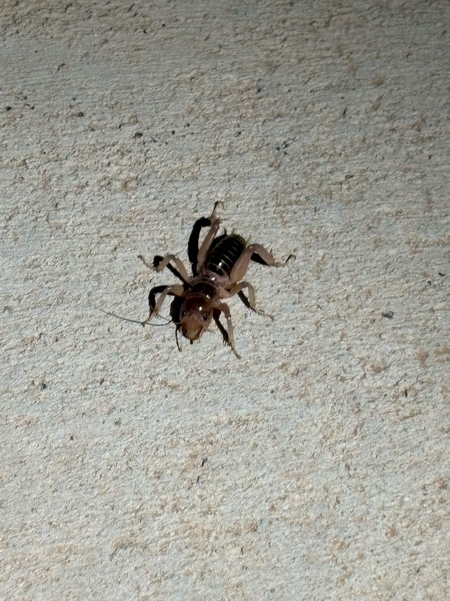Jerusalem cricket (likely)
