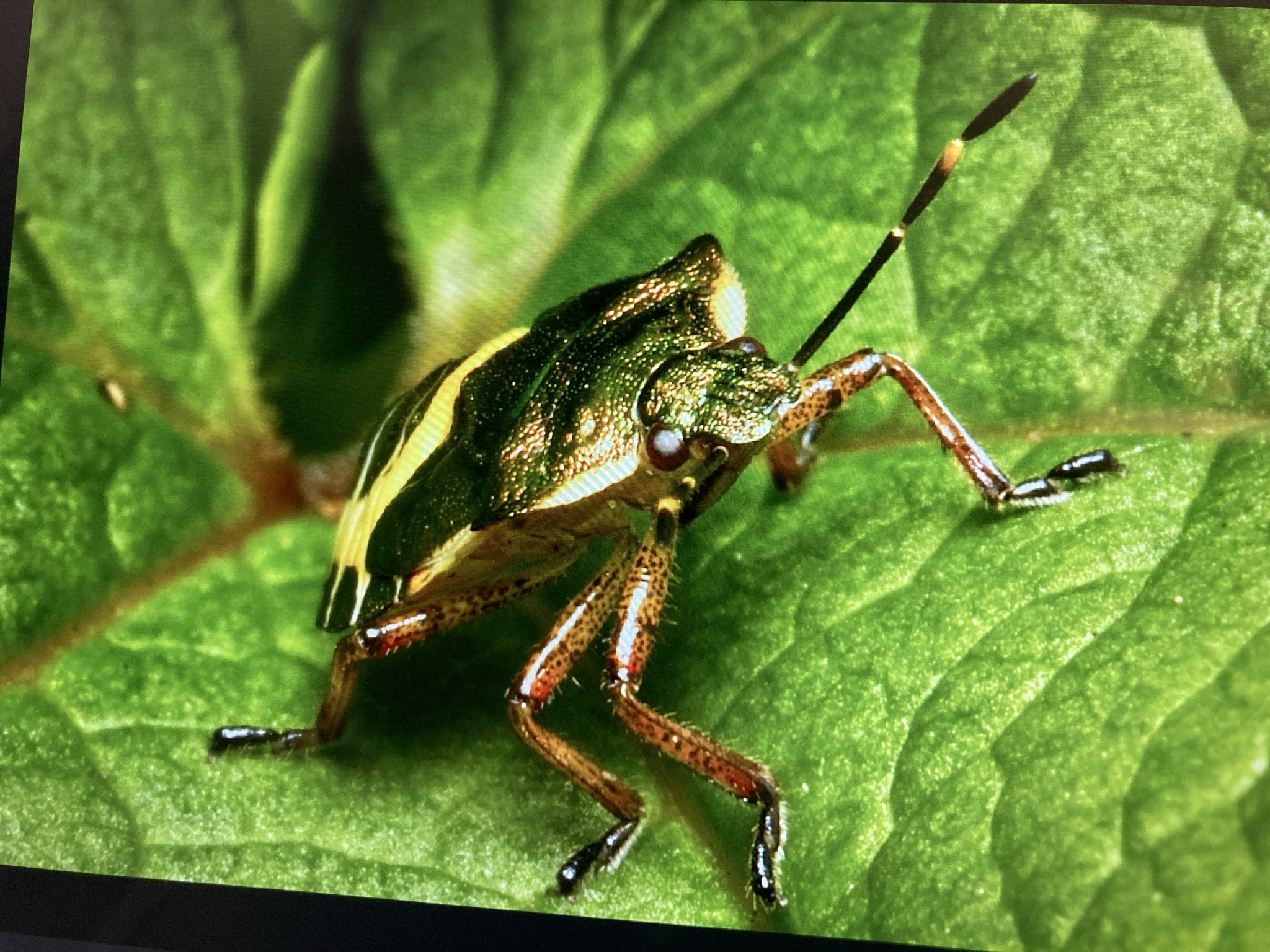 Jewel bug (shield-backed stink bug)