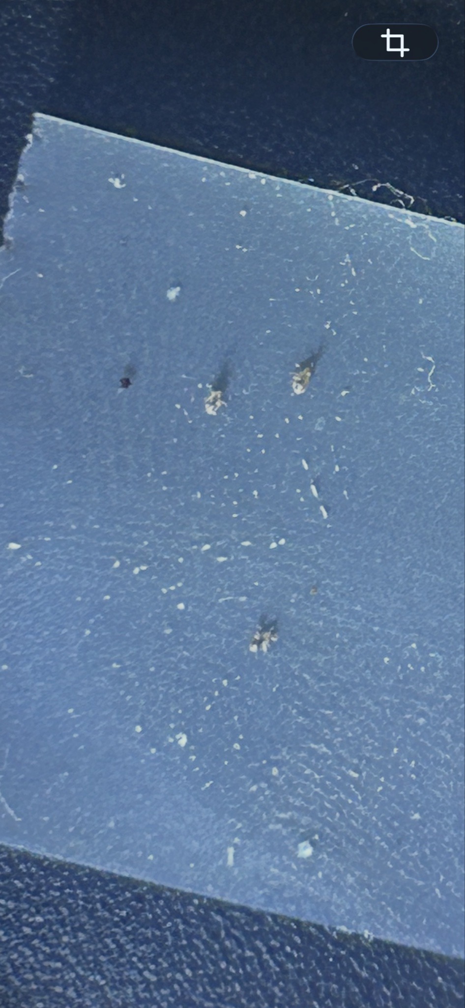 Jumping Plant Louse / Psyllid