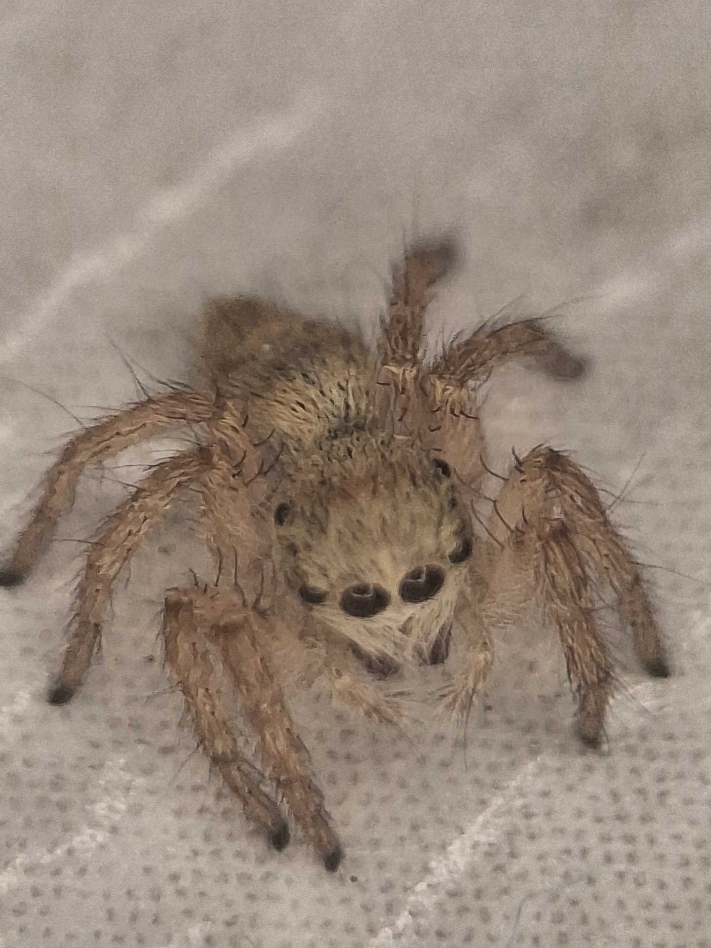 Jumping Spider