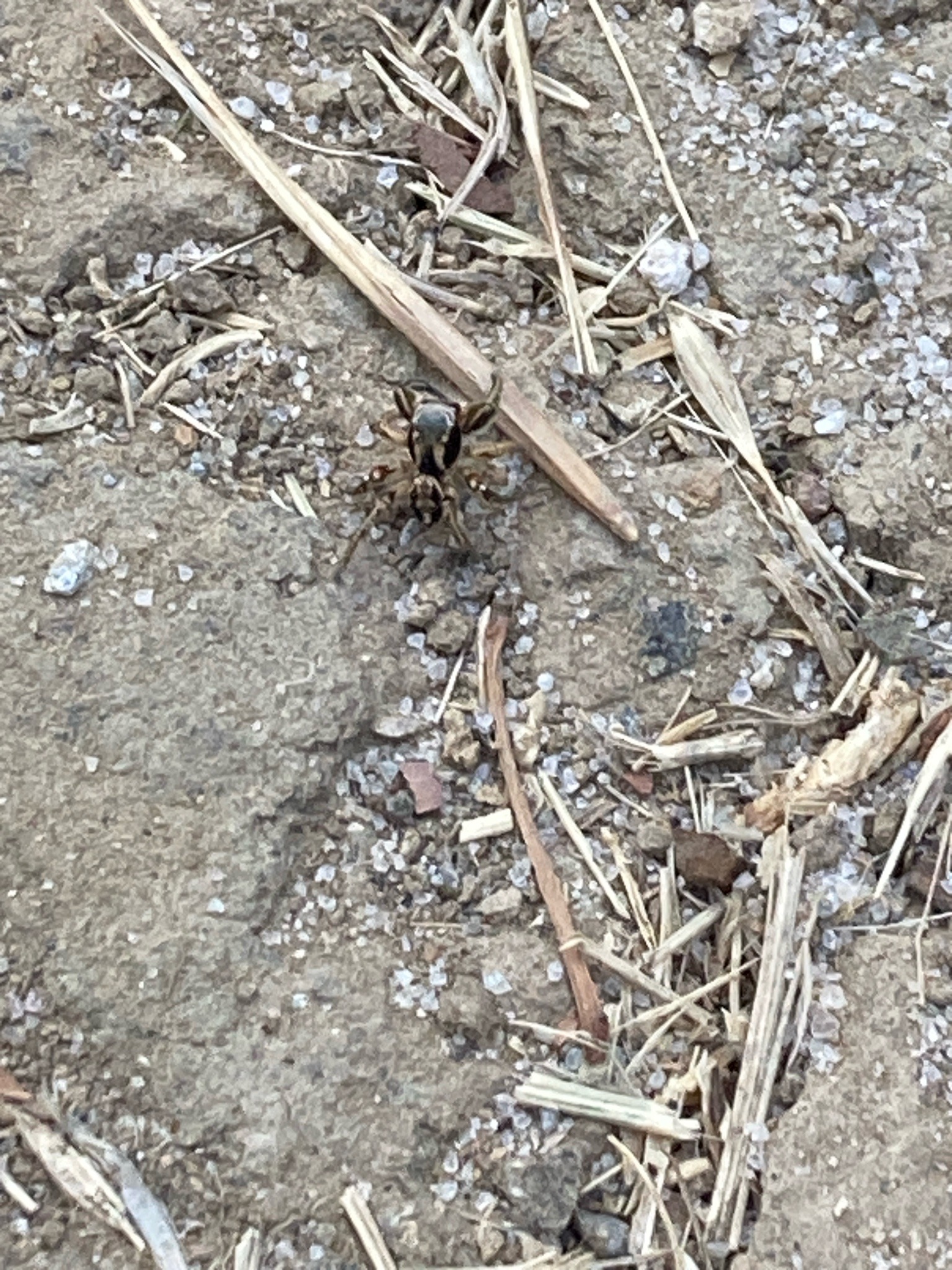 Jumping Spider