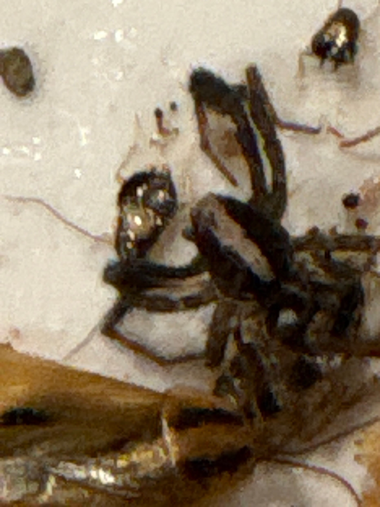 Jumping Spider