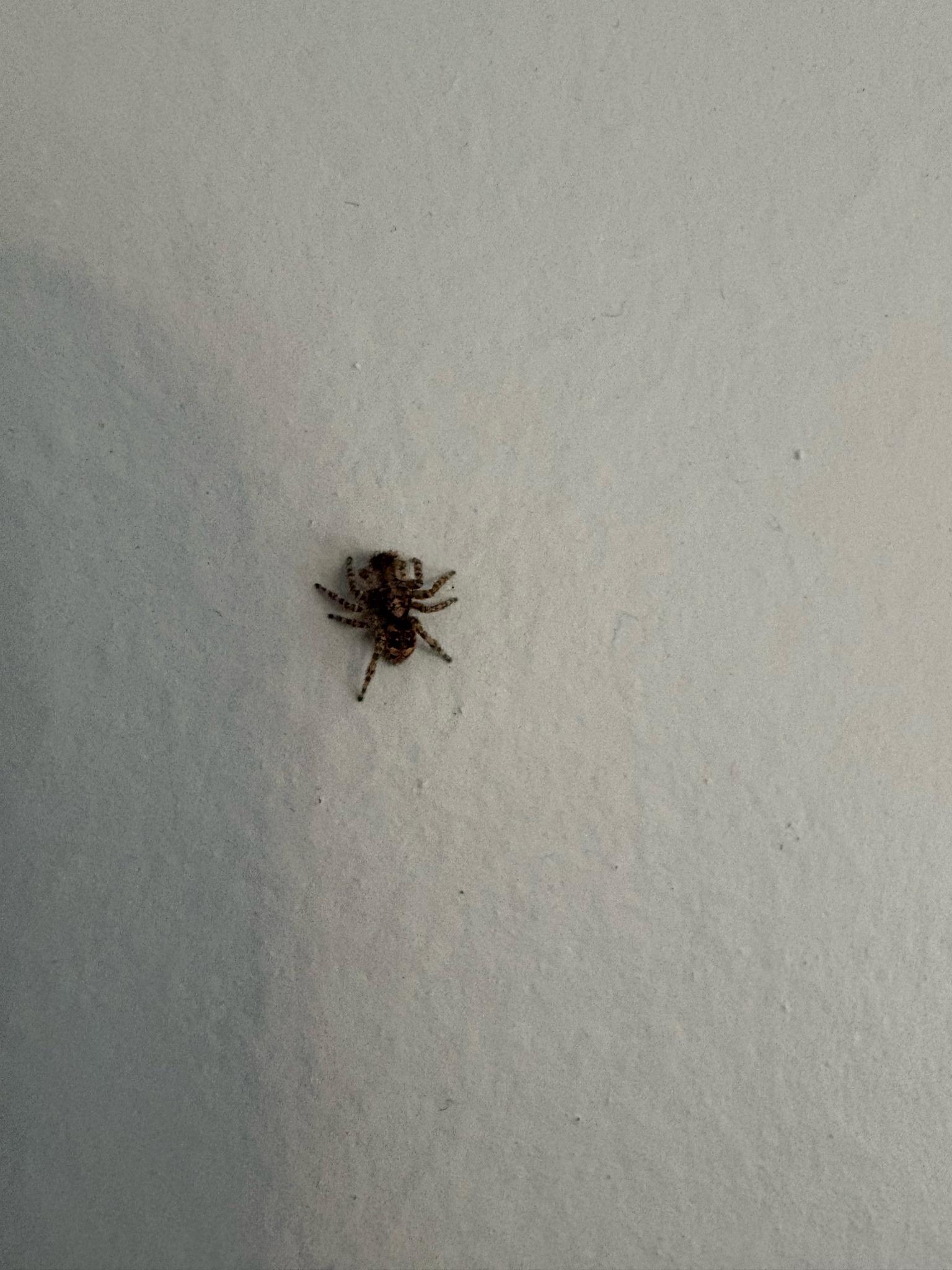 Jumping spider