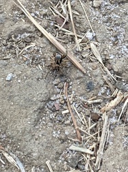 Jumping Spider