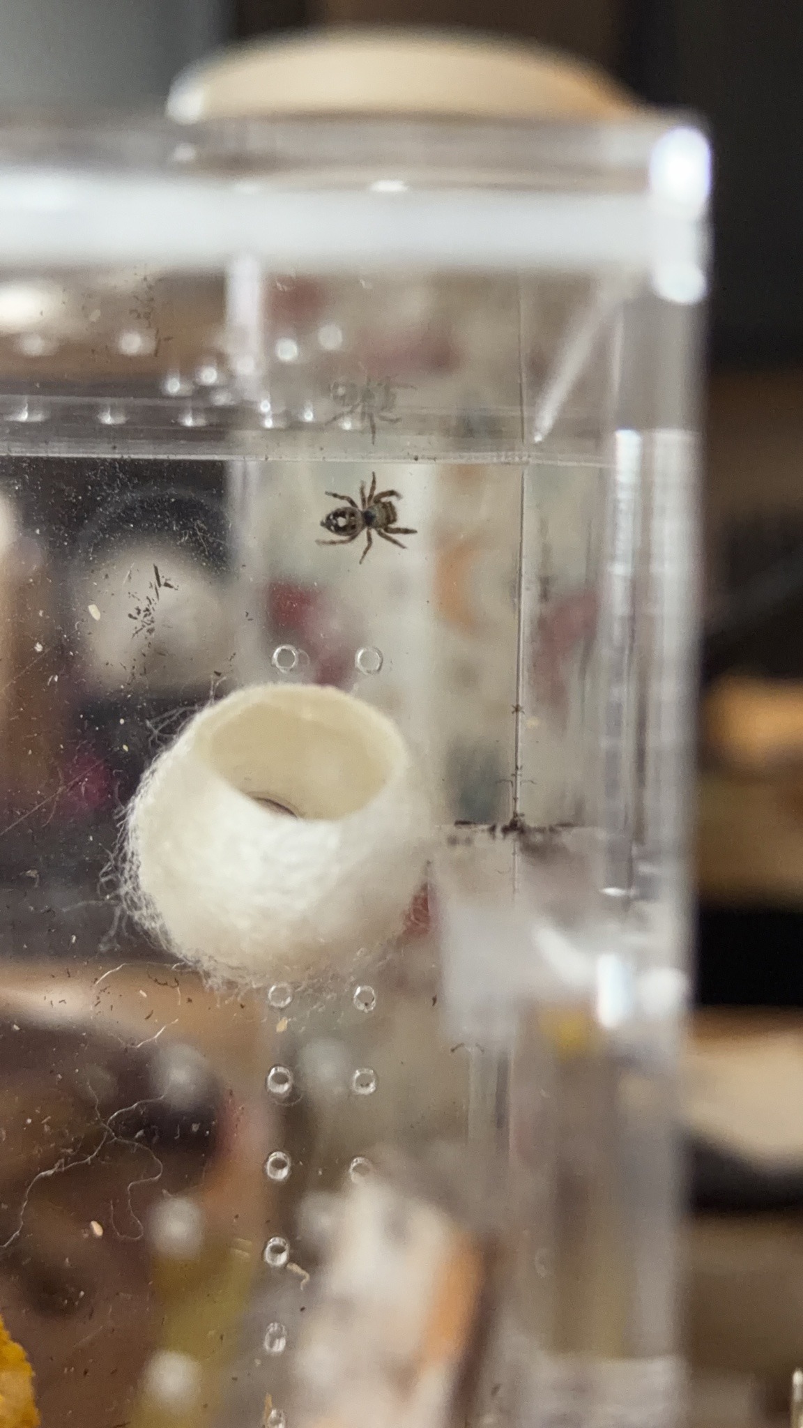 Jumping spider (likely a tan jumping spider)
