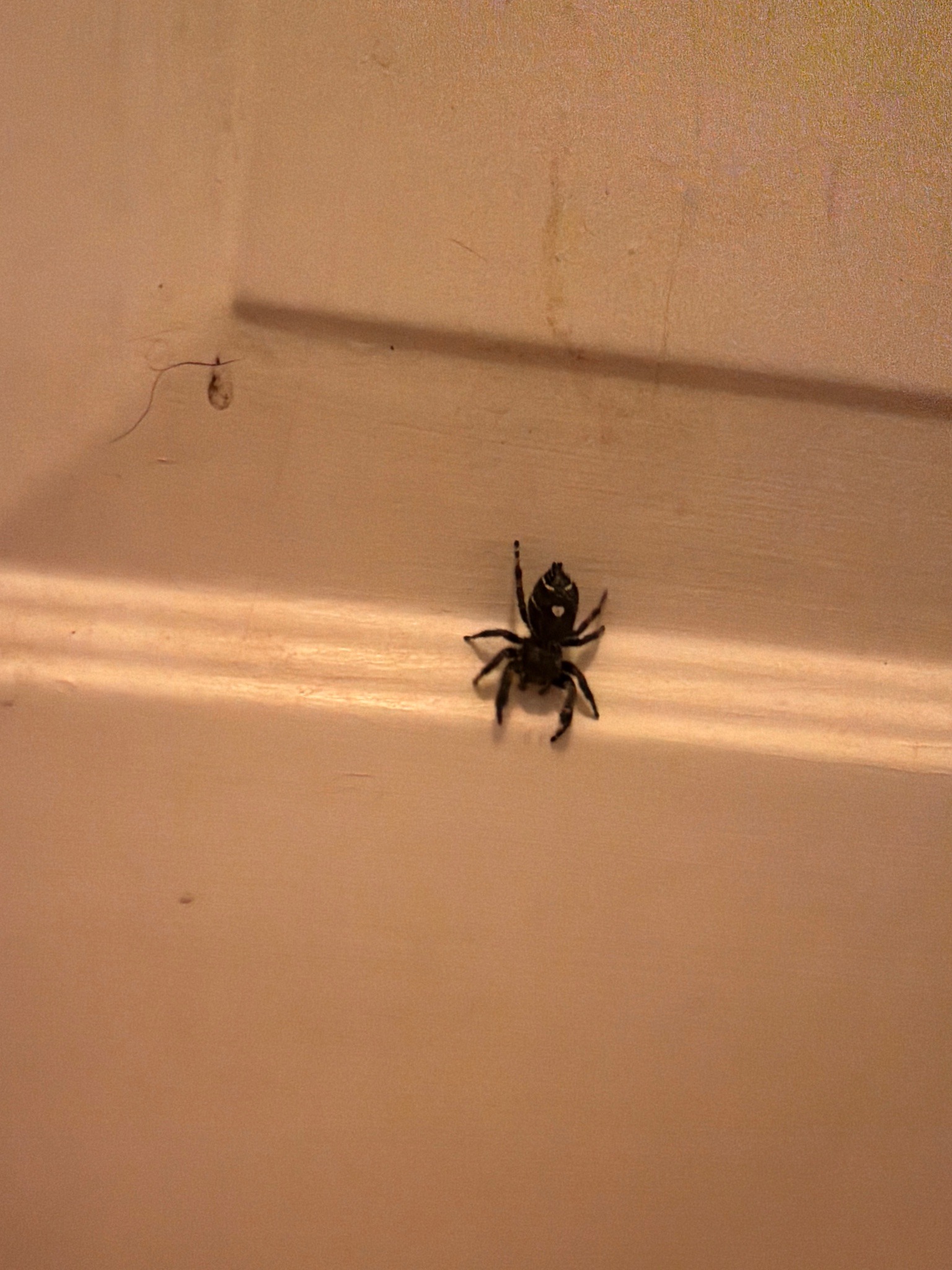 Jumping spider (likely bold jumping spider)