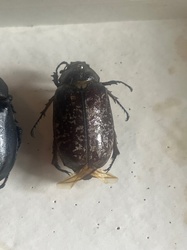 June beetle (ten-lined June beetle)