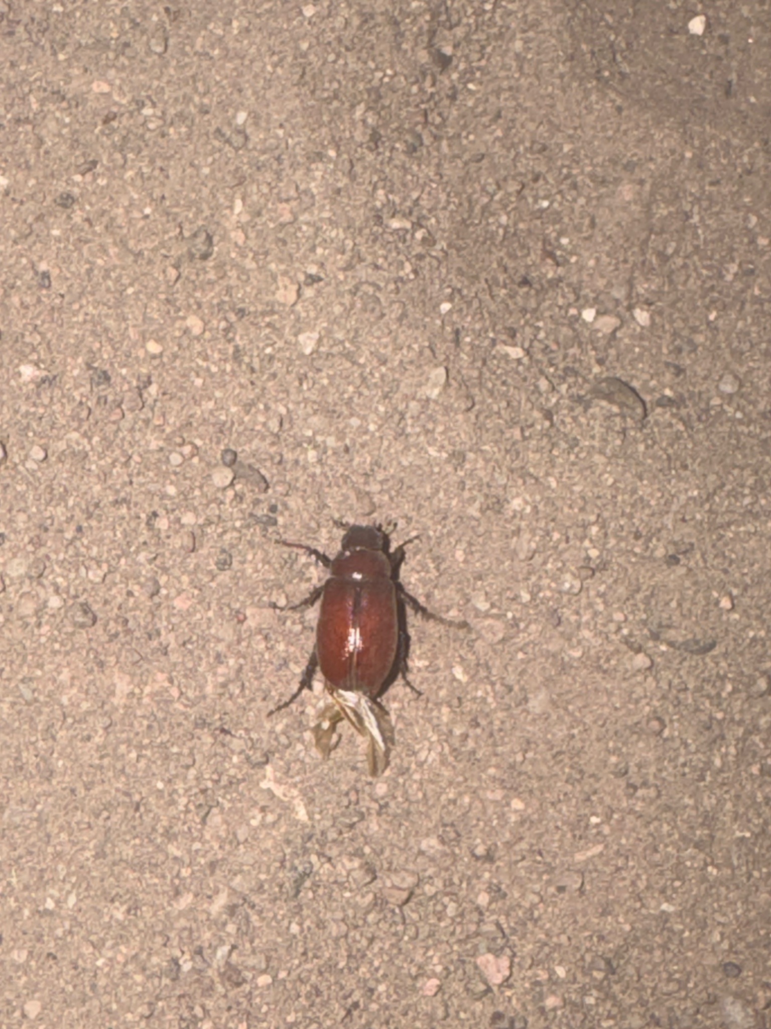 June Bug (or May Beetle)