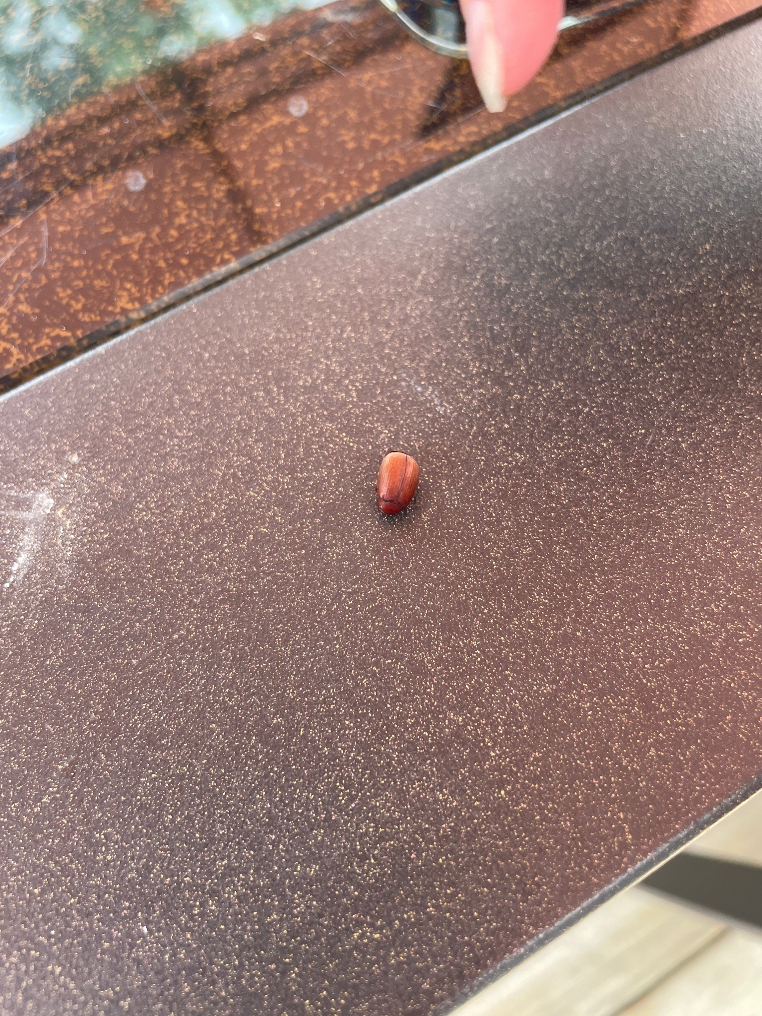 June Bug (specifically a member of the Phyllophaga or Serica genus)