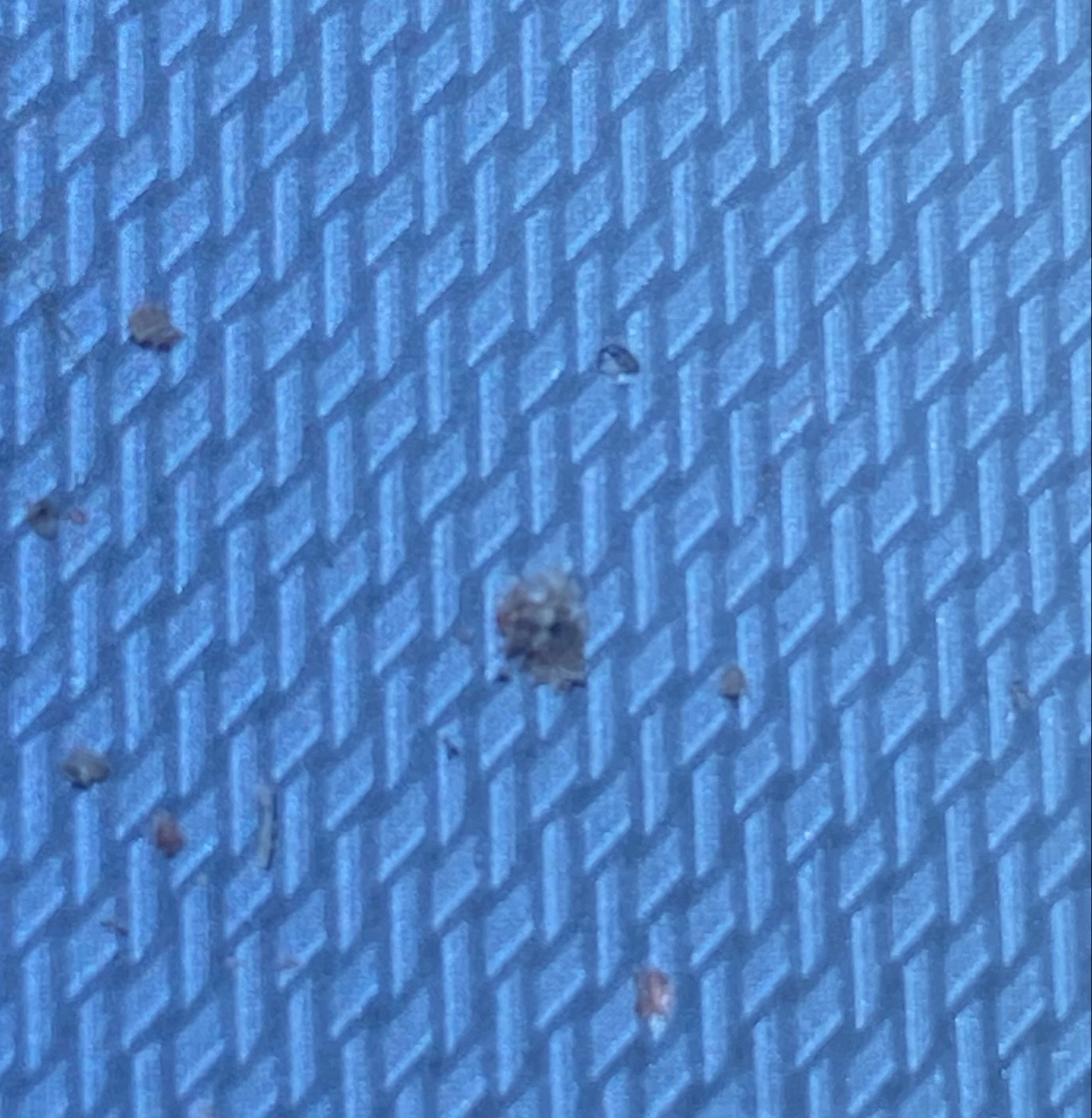 Junk bug (Green lacewing larva)
