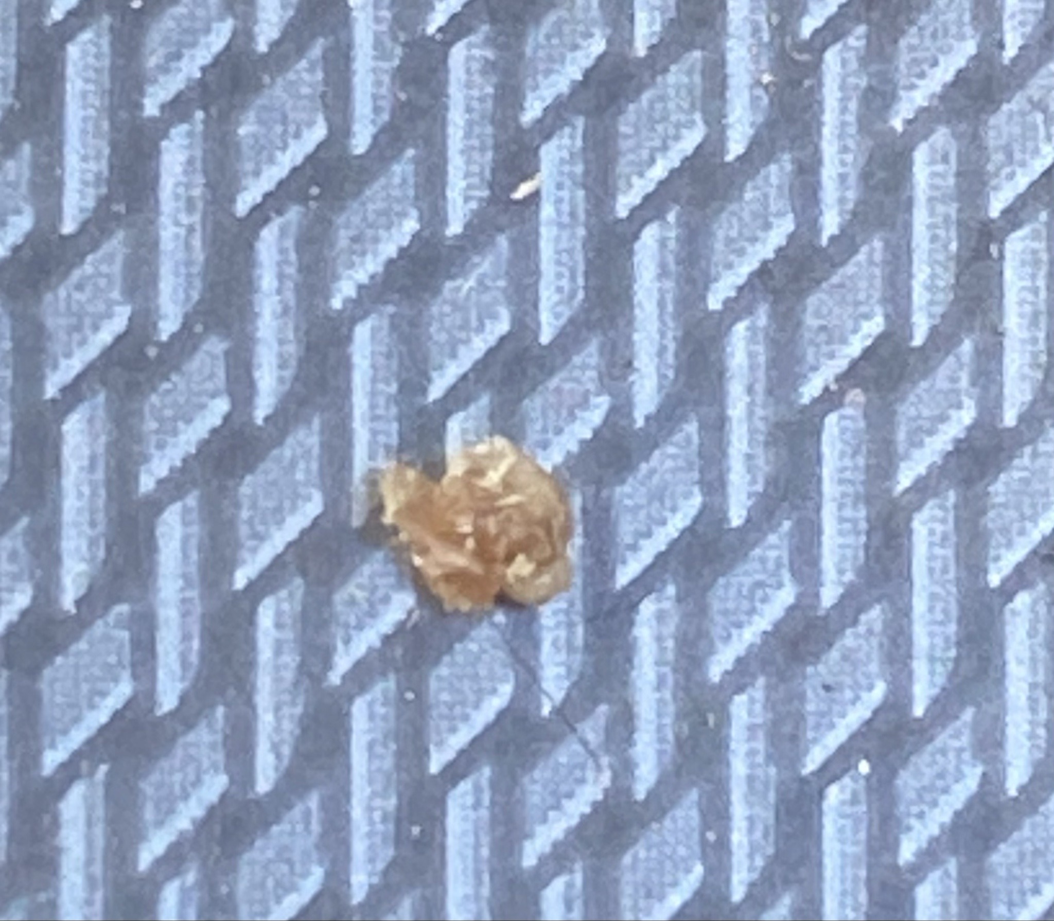 Junk bug (Green Lacewing Larva)