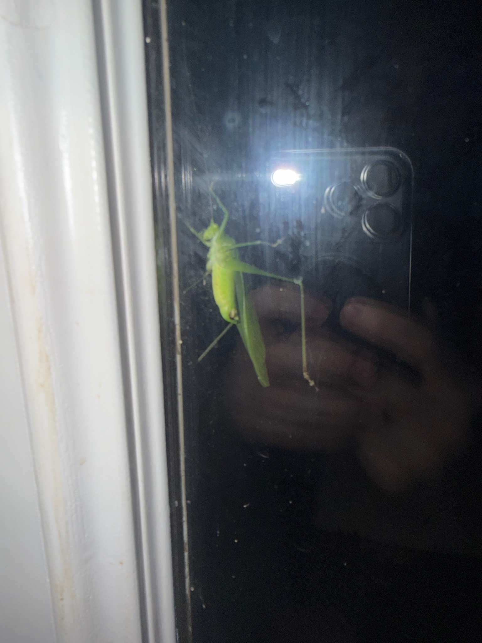 Katydid (also known as Bush Cricket)